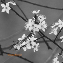 Omnia florent - alt version