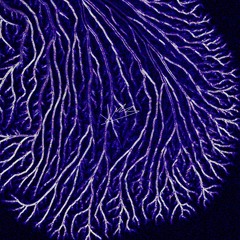 a print of fireworks