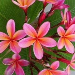 sach non riafou❤️