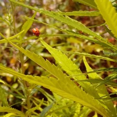 Patricinha - homem13