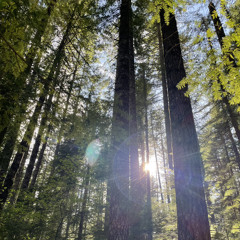 August Ember - Single