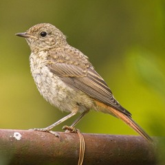 Common Redstart begging calls