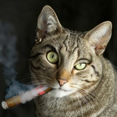 Have a Cigar - Pink Floyd (Zunapalooza cover)