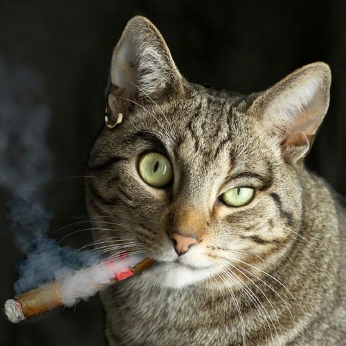 cigarette moms Mother sitting in a kitchen smoking and holding her child in her arms Stock  Photo