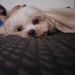 The One That Got Away (Jing's Cover)