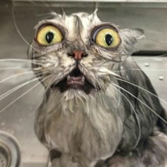 Coked up kitty