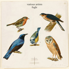 Brushing The Strings (Keybird Version)