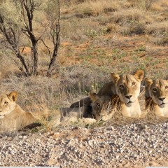 Lioness Pride