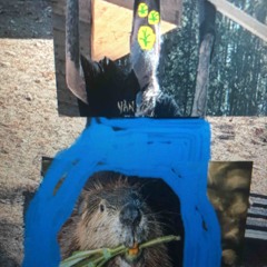 Belgium Beaver Bandit