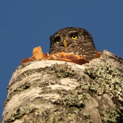 Pygmy Owl