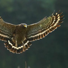 Aguila Aguile