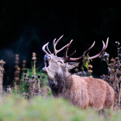brame du cerf extrait