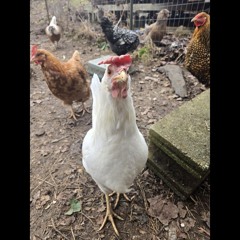 Disaster Chickens