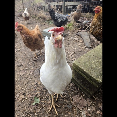 Disaster Chickens