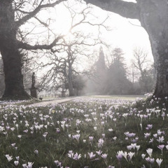 The Mentor - Sleeping at last