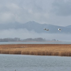 부산 소년 이야기 (1963) (demo)