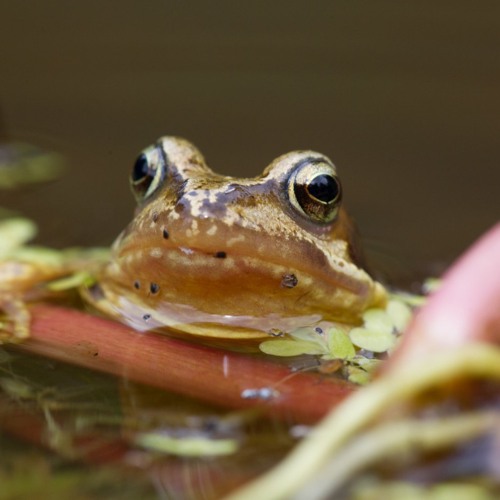 Stream Common Frog calls, Devon, February 1965 by The British Library