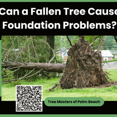 Can a Fallen Tree Cause Foundation Problems?