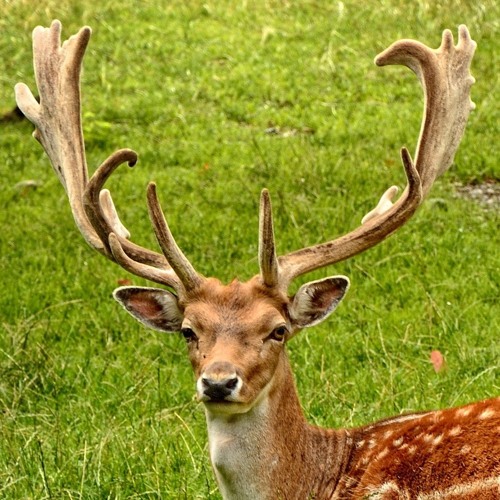 Stream Fallow Deer calls, Devon, England, October 1964 by The British