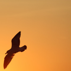 HIGHLIFE FLIP [free dl]