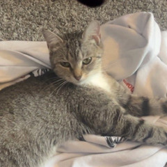 FUCK YOU MIDDLECHILL