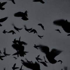 Сорока (slowed) - Ваш Син Ведмідь