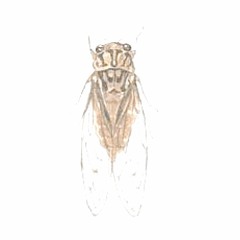 Cicada Winter (This Mix)