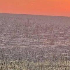 Fiber Optic Fields