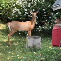 Love - Leaves - Mark - extended - (bridge pu)