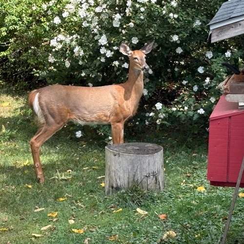 Love - Leaves - Mark - extended - (bridge pu)