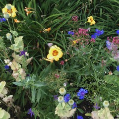 Alice au pays des merveilles - Dans le monde de mes rêves (1951)