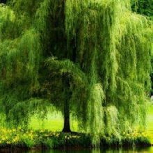 XO_Willow☆ - Untitled