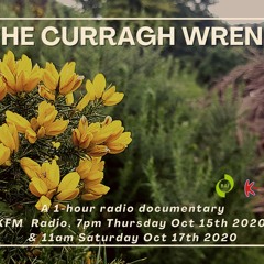 The Curragh Wrens