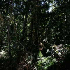 cairns. metallic starlings & dead cane toad