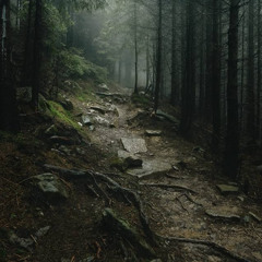 Dark Woods
