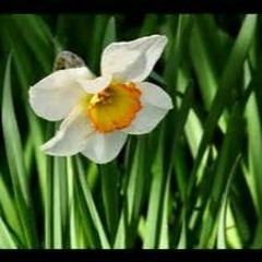 4SiteSpringtime