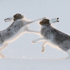 Hares on the mountain