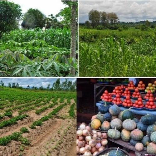 AfricaNow! Aug. 31, 2022 Africa & Food Security Insecurity in An Age of Planetary Crisis