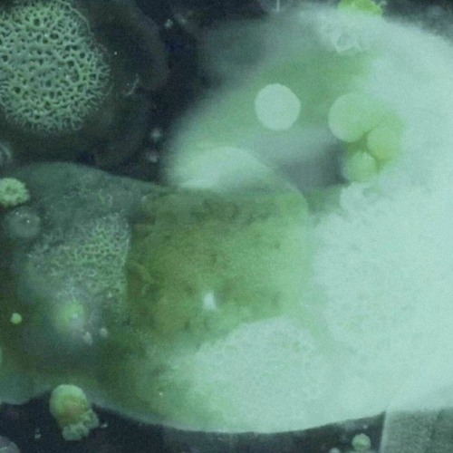De//Composition ▒ A/V Set for COMMON Multiverse Initiative