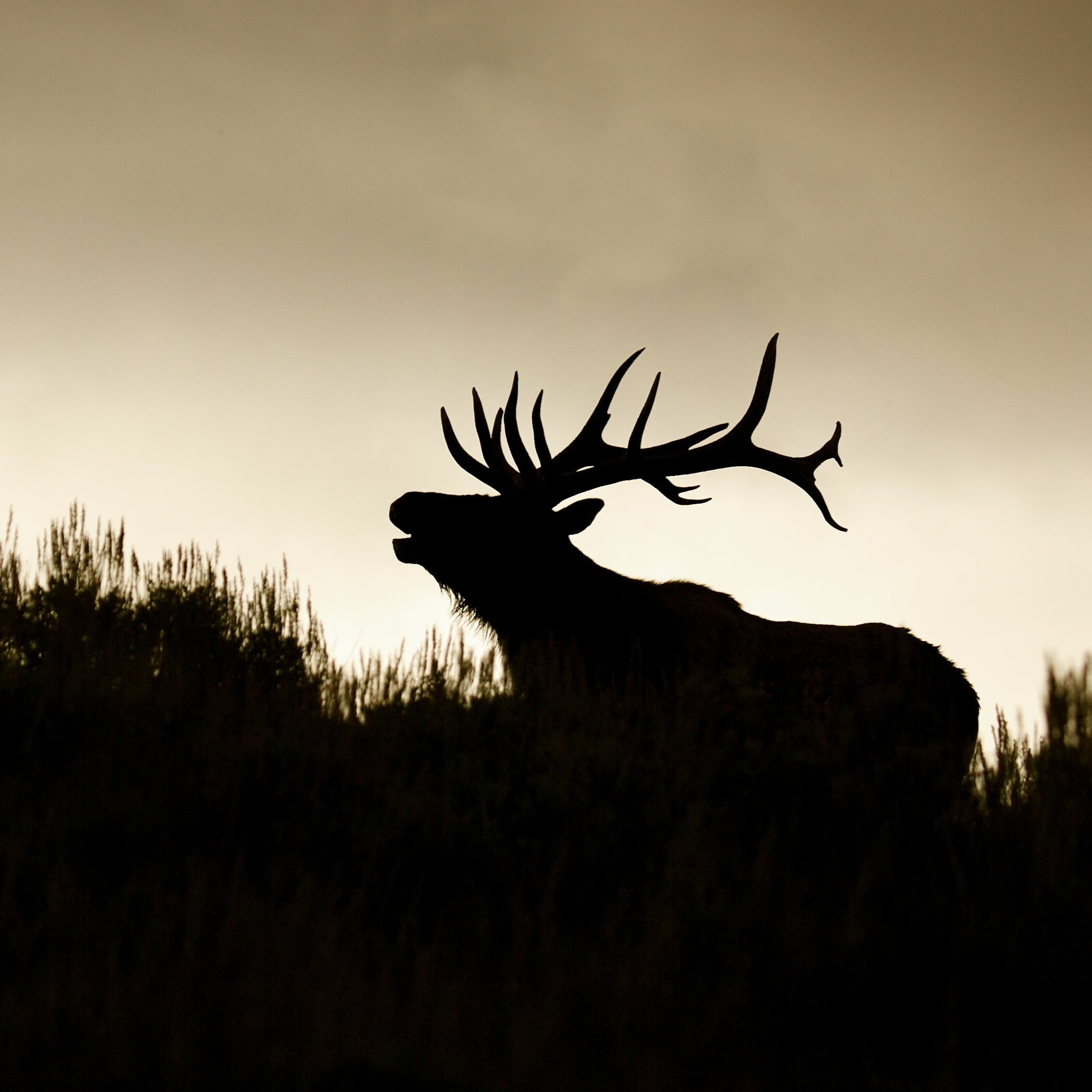 NDOW presents the Nevada Wild Podcast