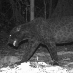 Curiousity Kills You