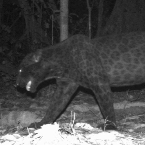 Curiousity Kills You