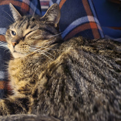 Conversation with a cat