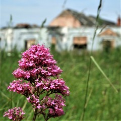 You're my flower, in a wasteland.