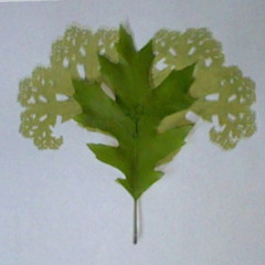 fractal parasitoids on the gall of an oak, ad nauseam