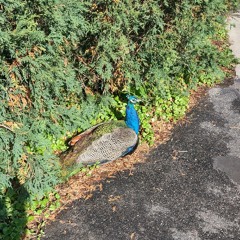 Unconditional Love Prod by TastYMo$$