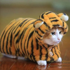 THE TIGERRRRRRRRRRRRRRRRRRRRRRRRRRRRRRRRRRRRRRRRRRRRRRRRRRRRRRRRRRRRRRRRRRRRRRRRRRRRRRRRRRRRRRRRRRR