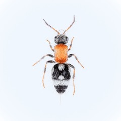 Solitary Velvet