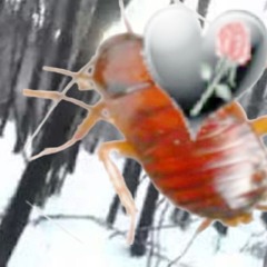 Cucarazha