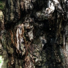 پوست درخت پیر Old Tree Bark